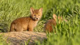 Pluszaki wieczorową porą