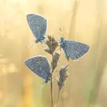 Zbiórka przed śniadaniem