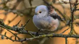 Kołysanka dla raniuszka