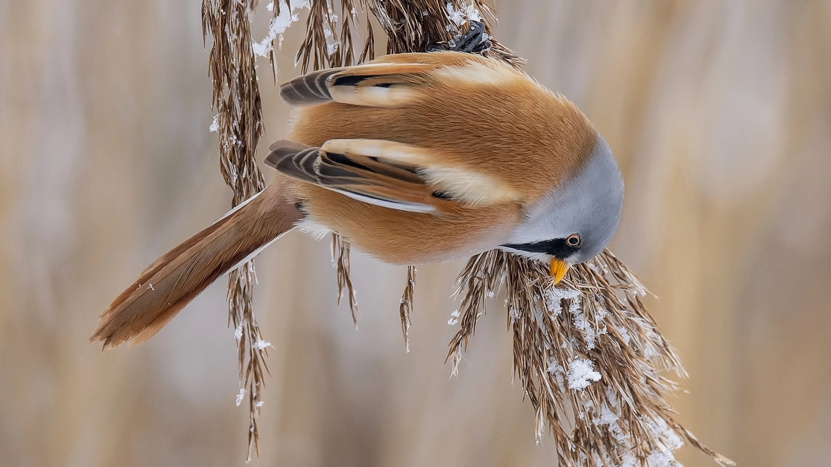 Wąsaty kawaler z trzcinowiska