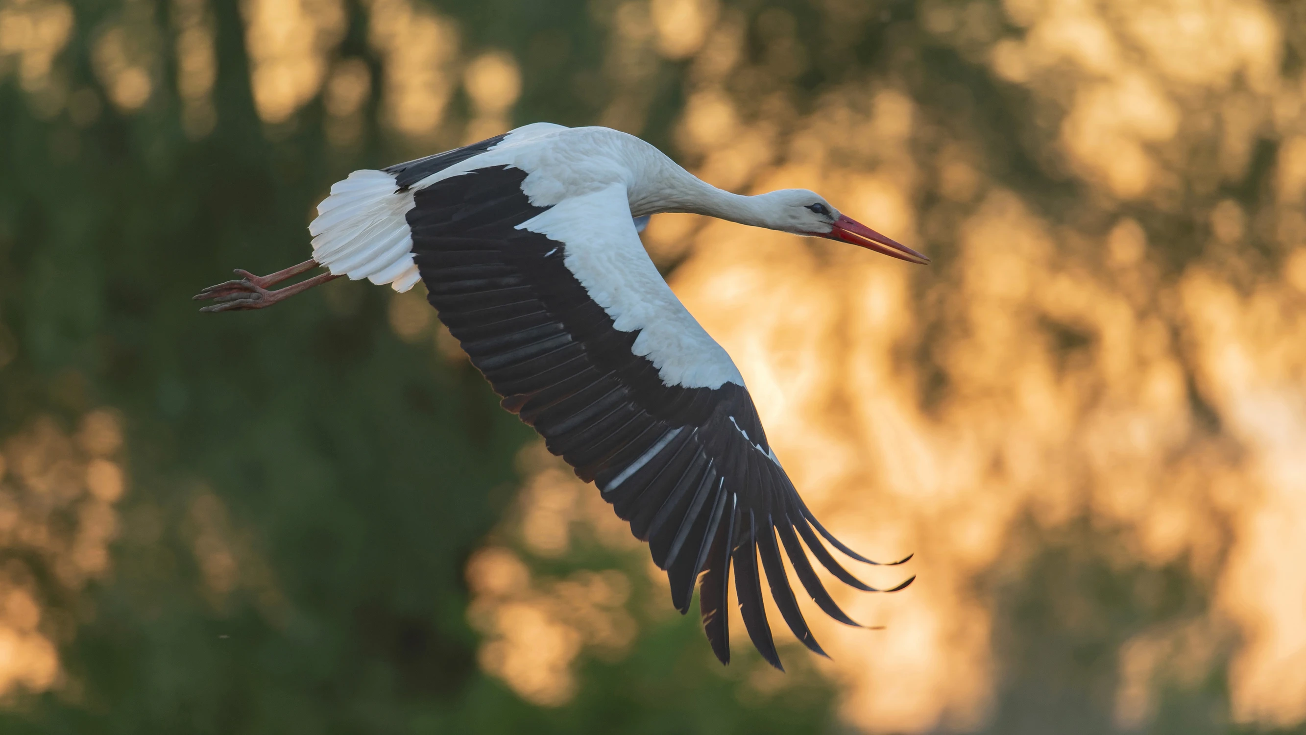 Klekot wieczorowa porą