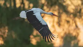 Klekot wieczorowa porą