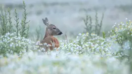 W rumiankowych obłokach