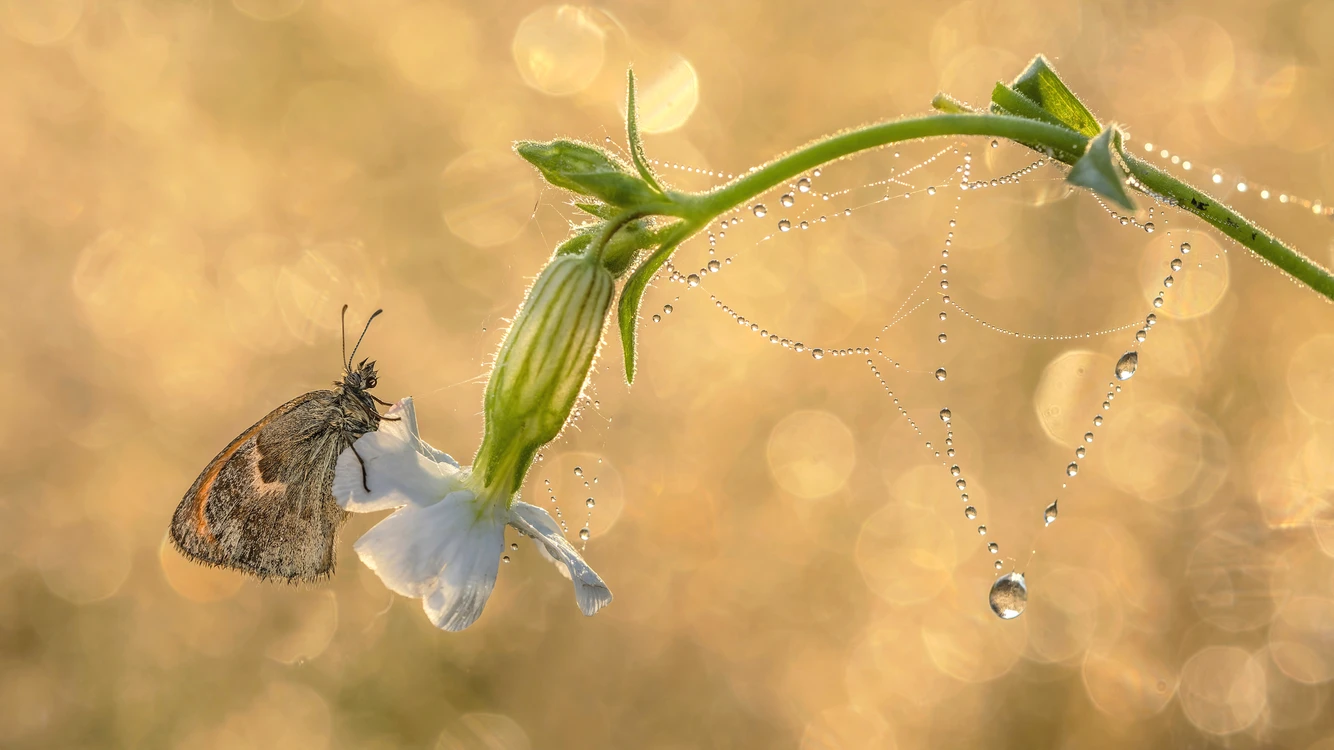 Jubiler i jego klejnoty