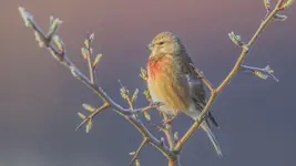 Przedwiośnie z makolągwą