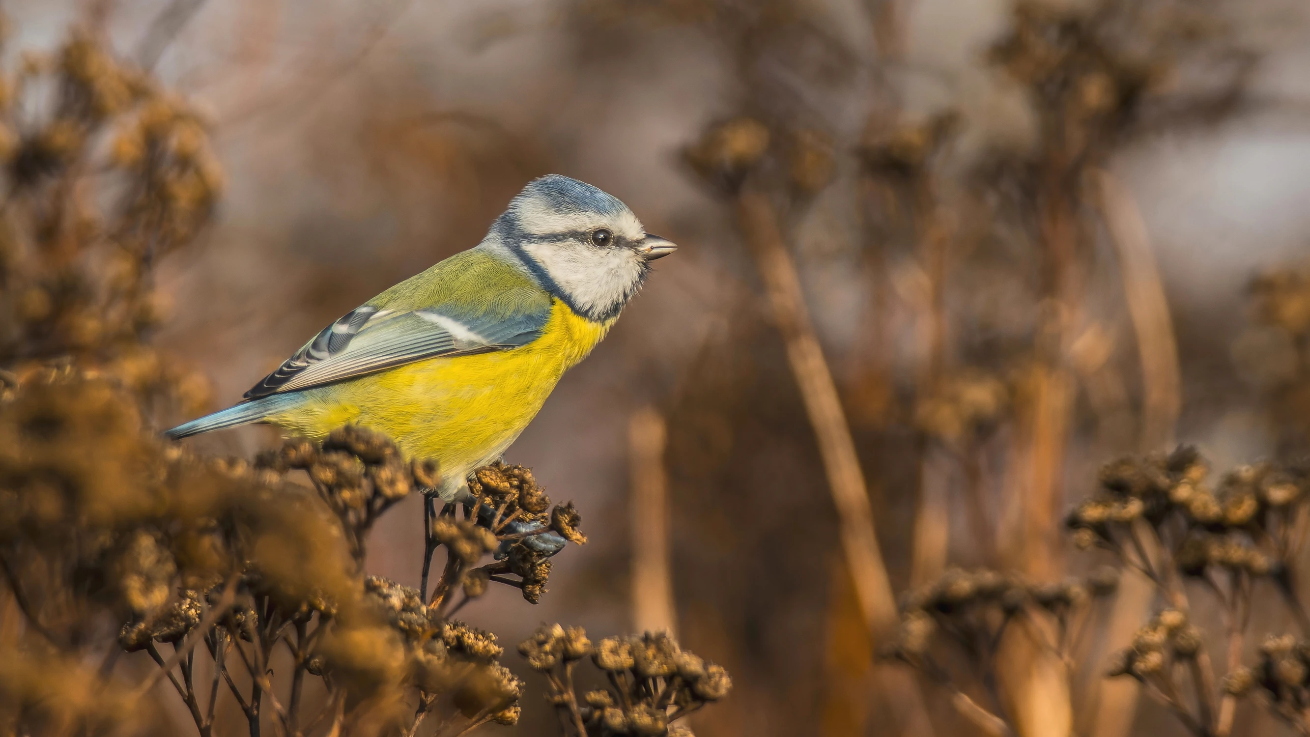 W jesiennch brązach