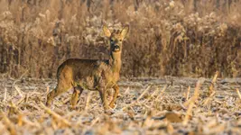 Wiosenny strój maskujący