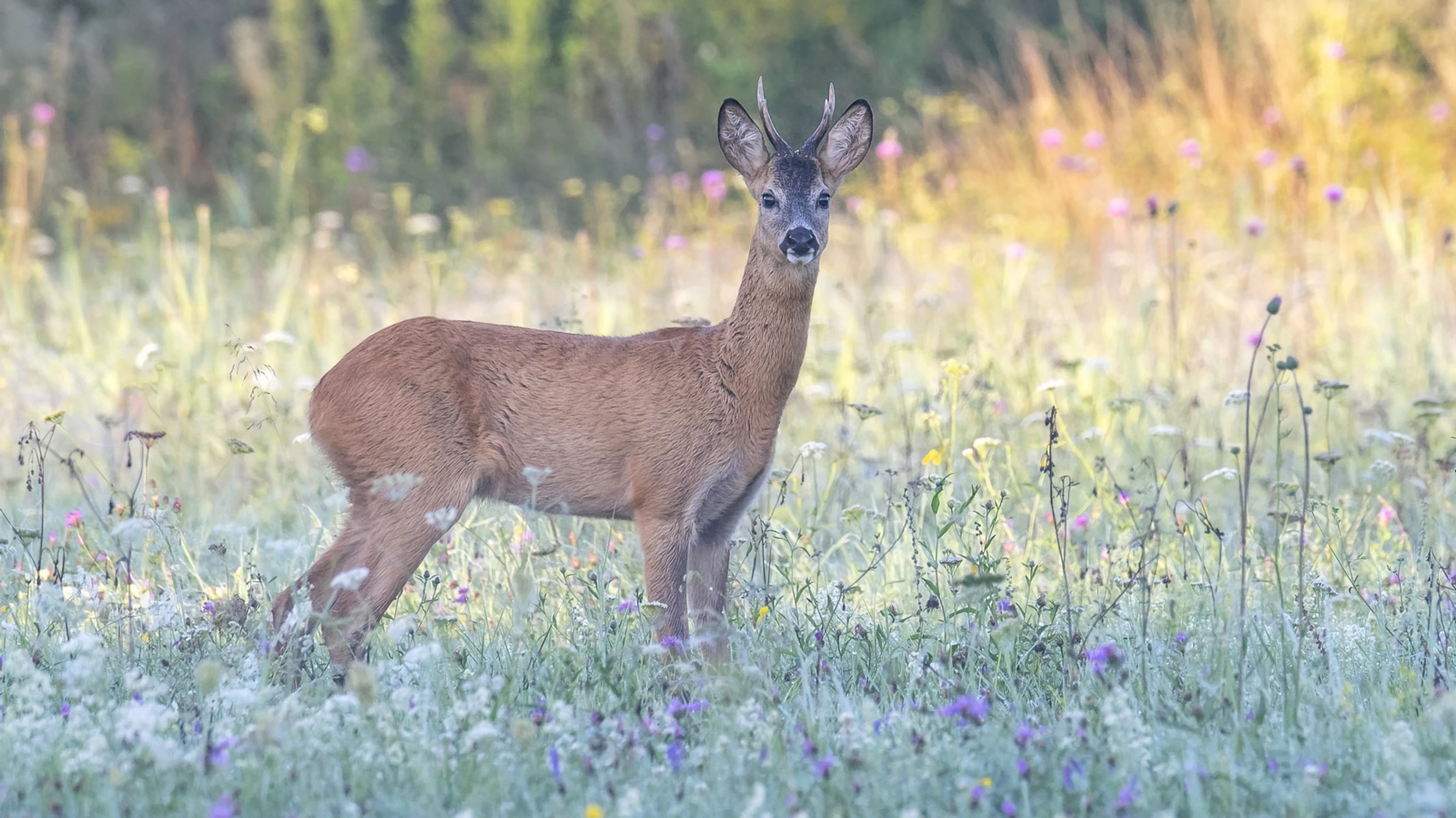 Przystojniak z sierpniowej łąki