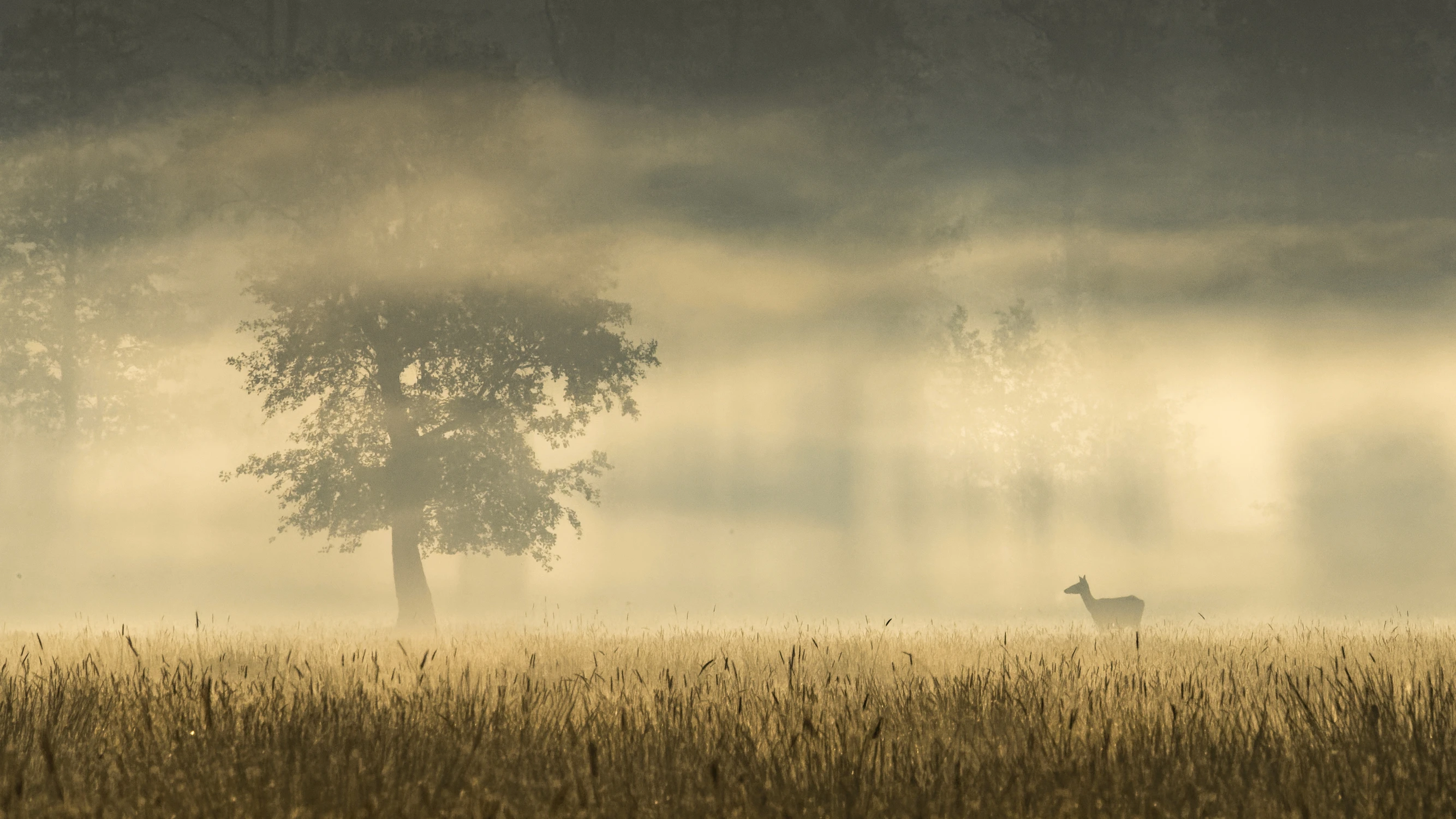 Pejzaż mgłą malowany