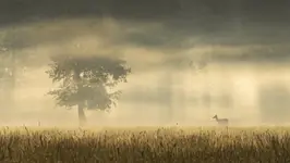 Pejzaż mgłą malowany