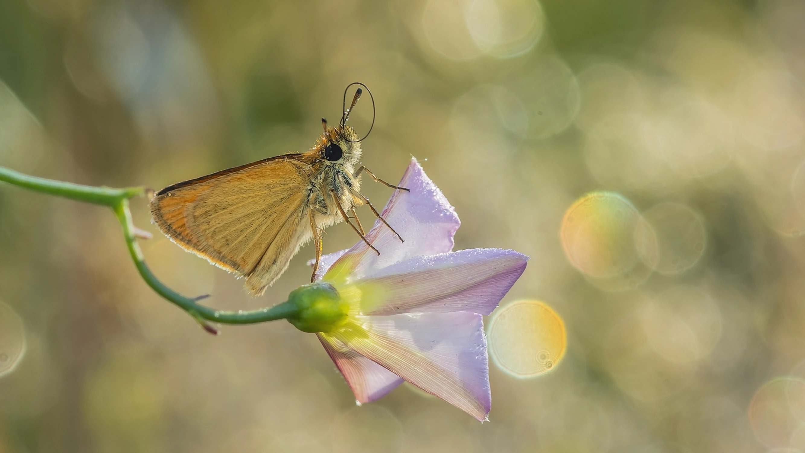 Nutki z polnej trąbki