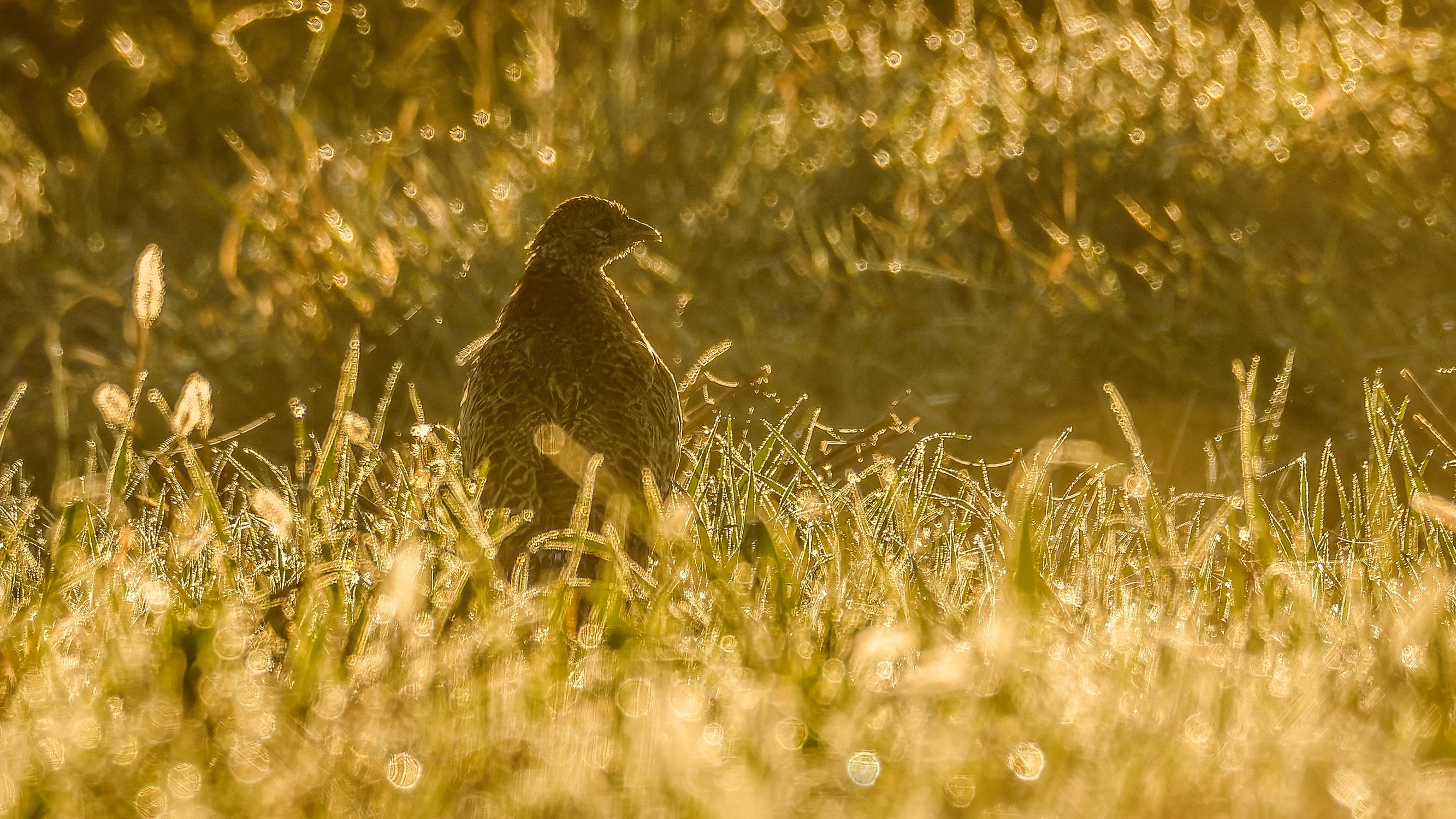 W łąkowych klejnotach