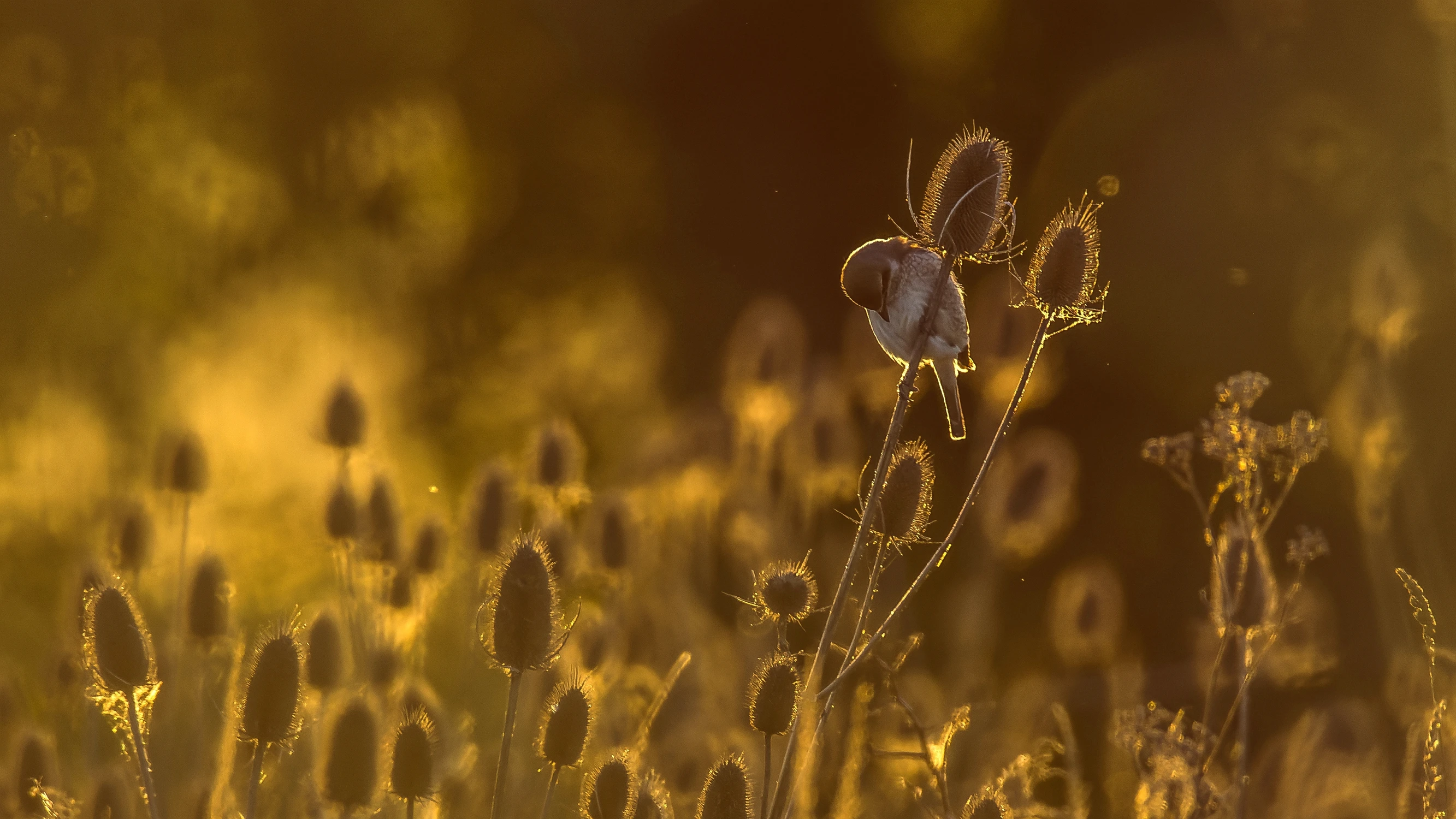 Kołysanka dla gąsiorka