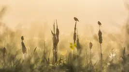 Opowieści z tataraku