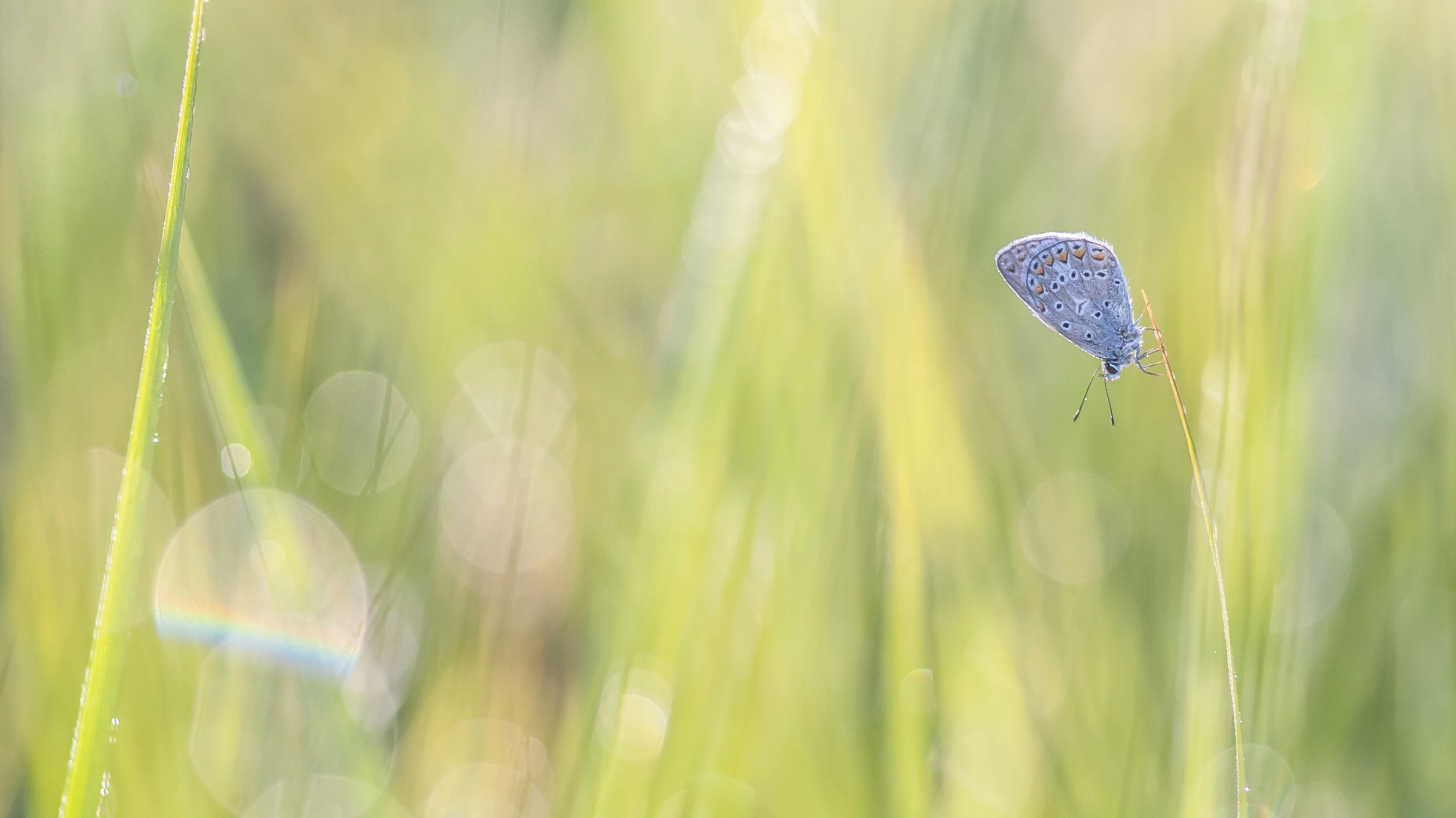 Skrawek nieba wśród traw