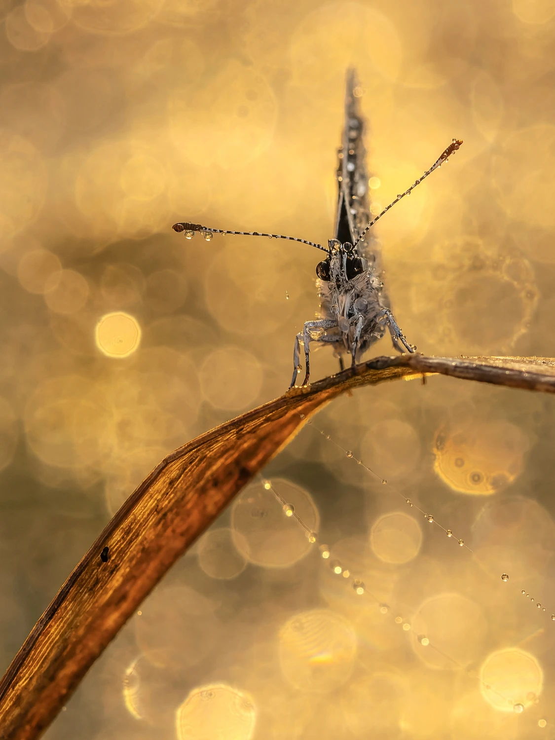 Strażnik krainy Midasa