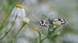 Chwila pachnąca rumiankiem