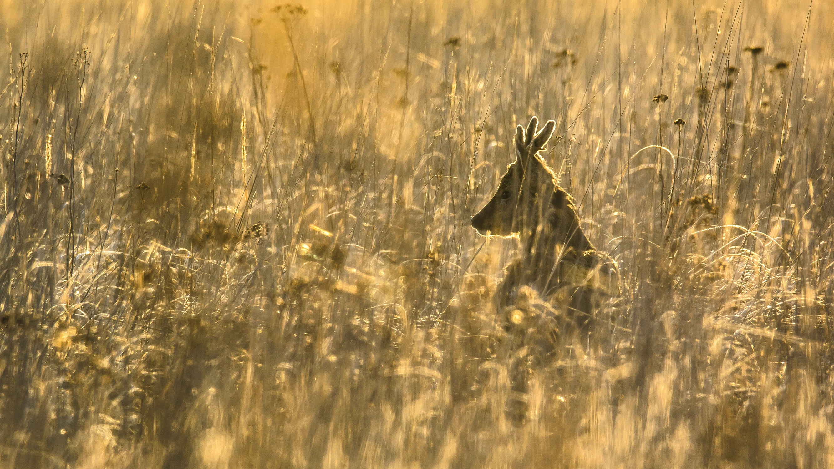 Chwile złotem tkane