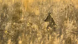 Chwile złotem tkane