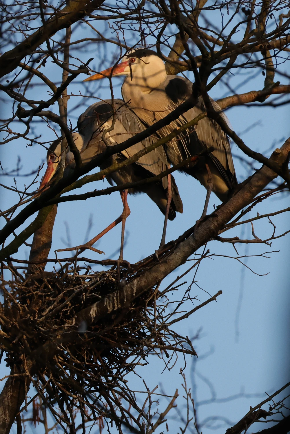 Czaple Niebieskie źródła
