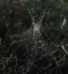 Web