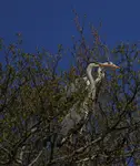 Czaple