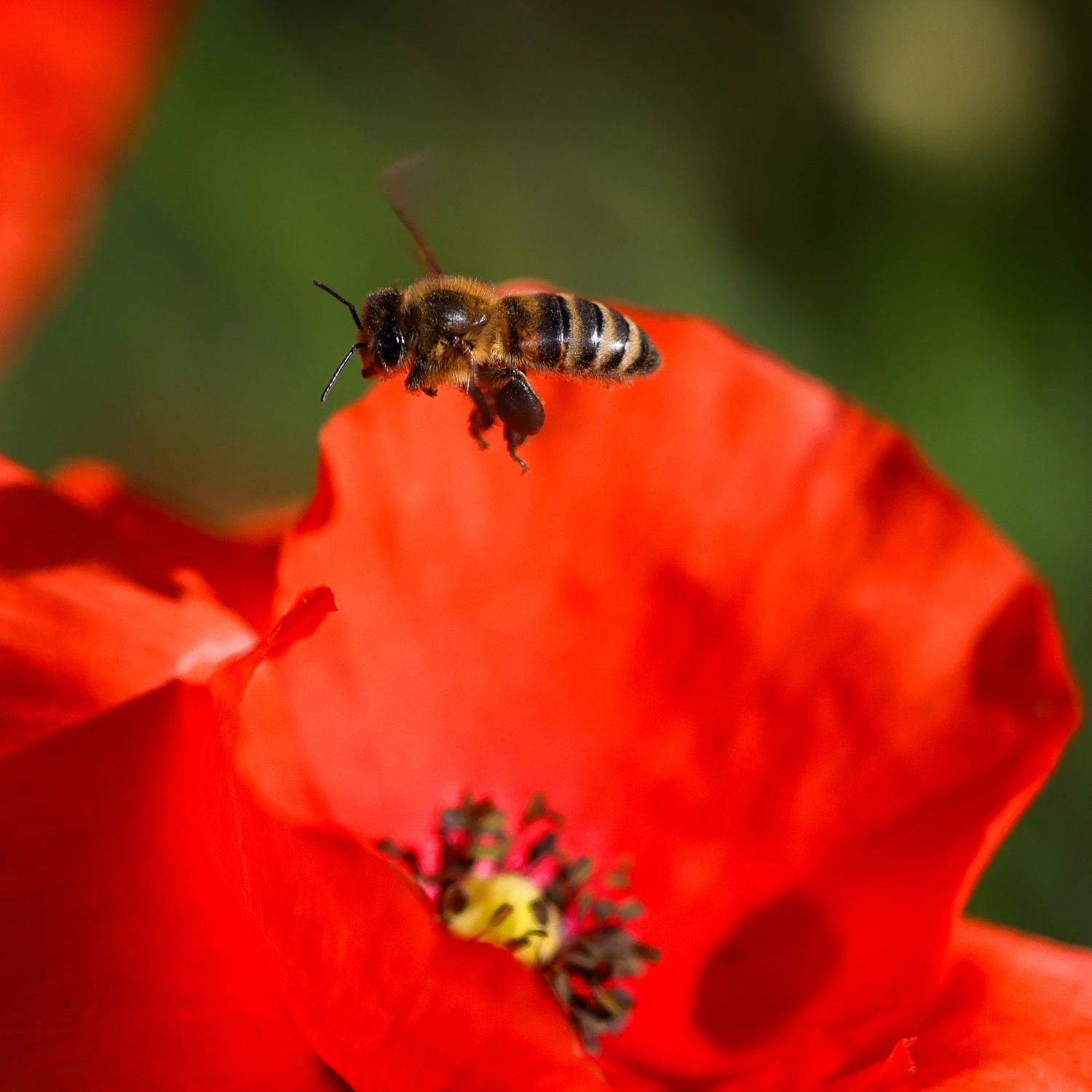 Bee