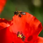Bee