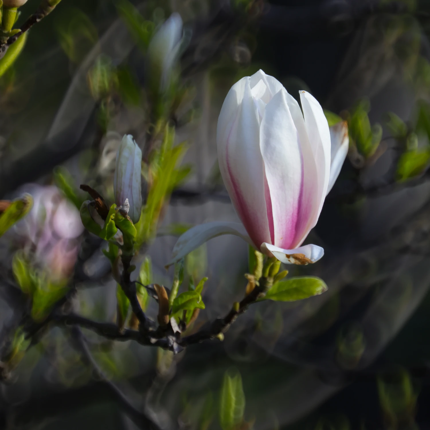 LAZIENKI MAGNOLIA