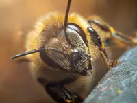 bzz