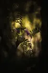 wyka ptasia