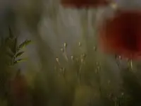 m.