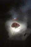 m.