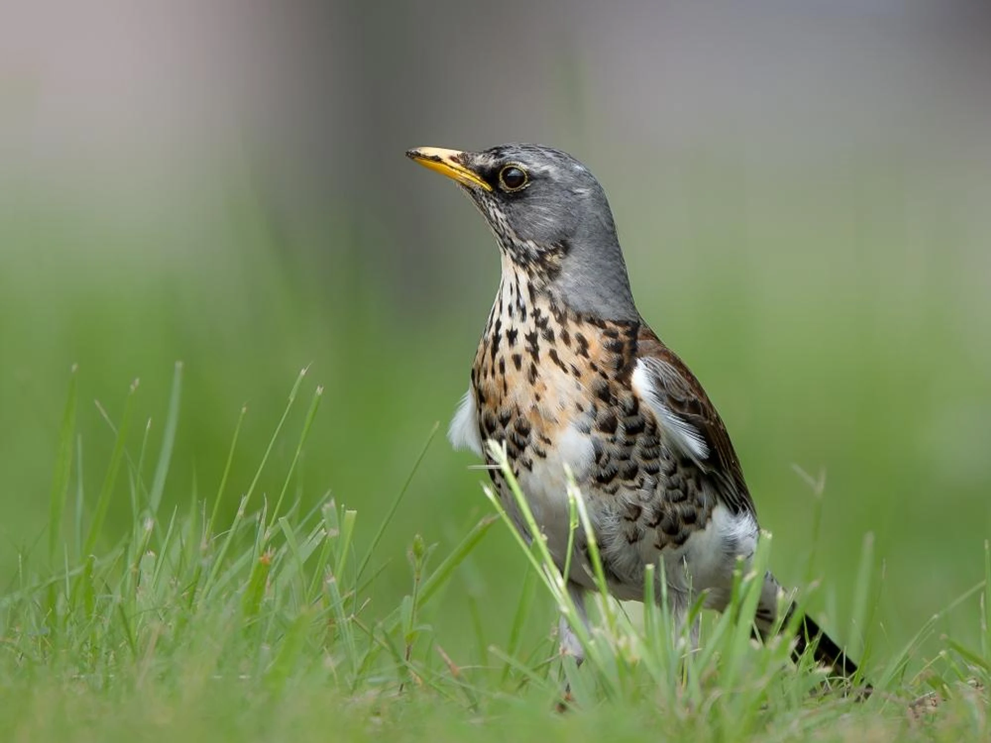 FIeldfare statue ;)