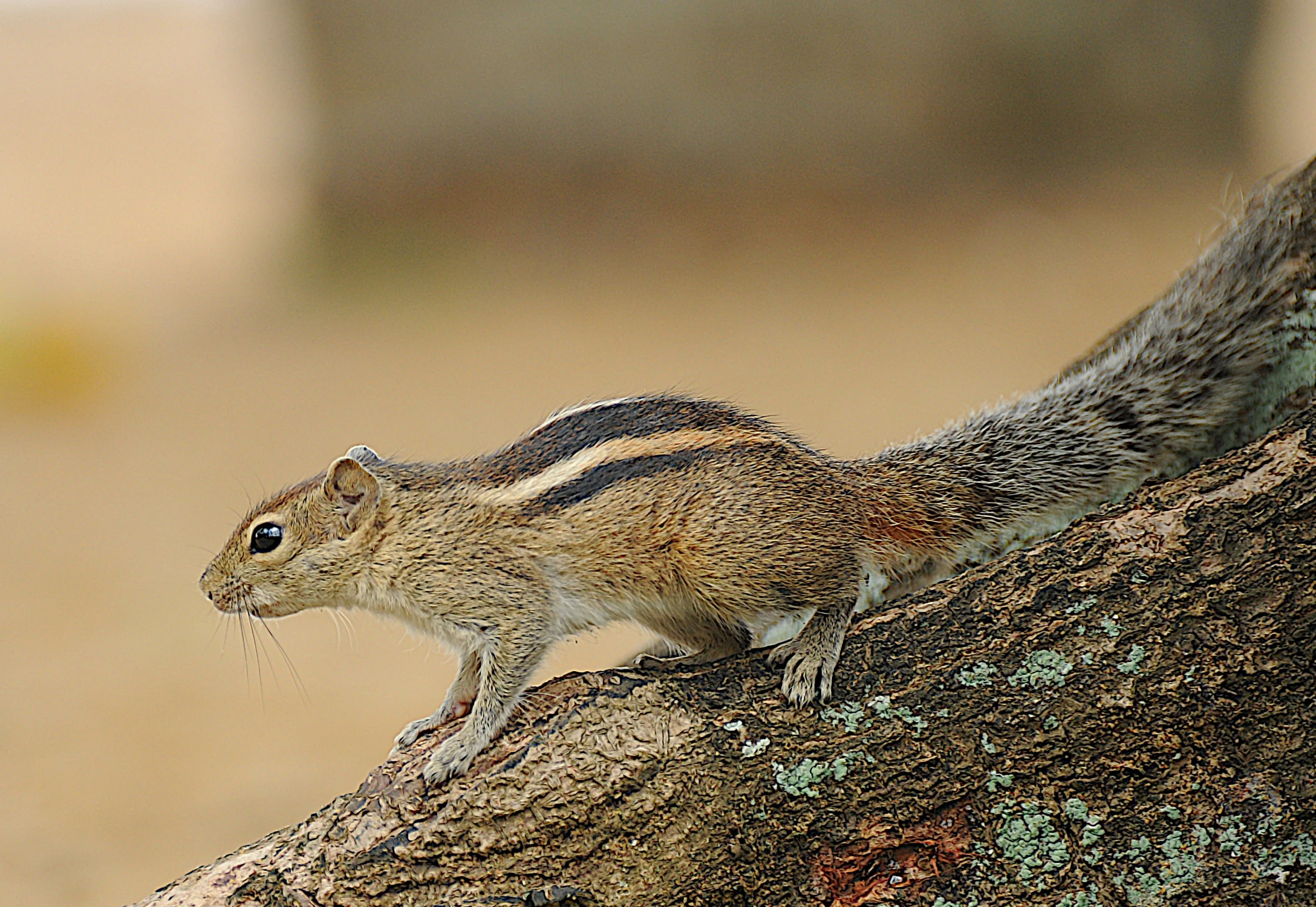 Wiewiórka palmowa (Funambulus palmarum)