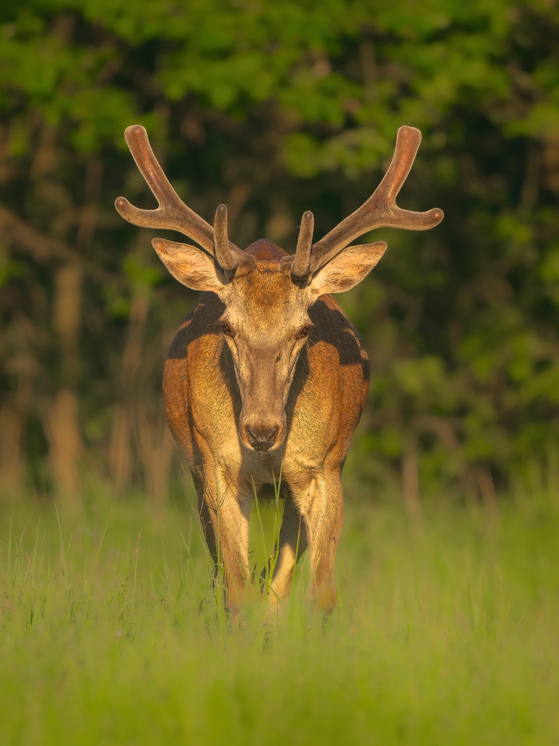 Red deer