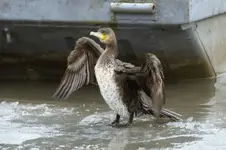 kormoran