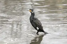 kormoran