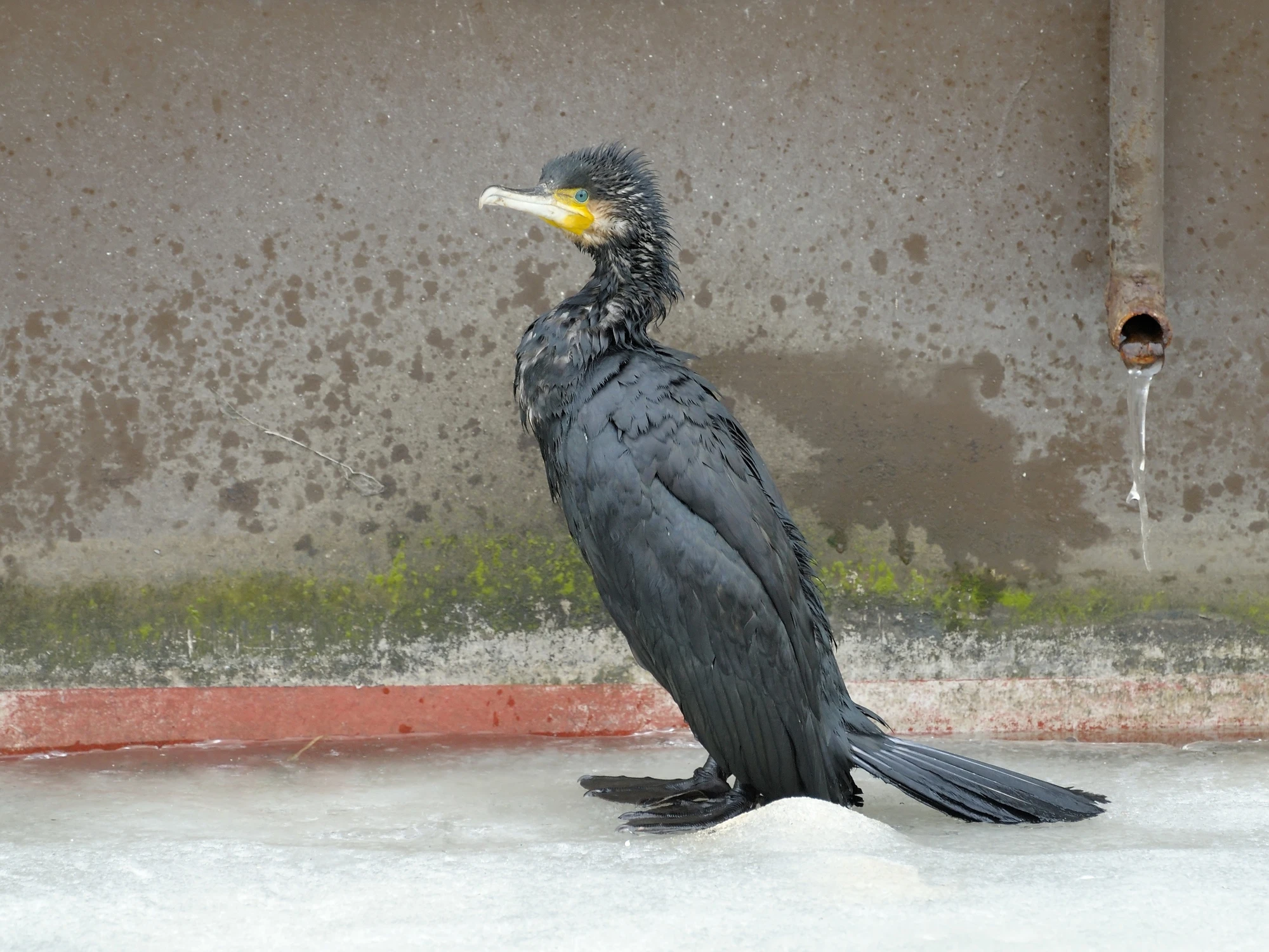 kormoran