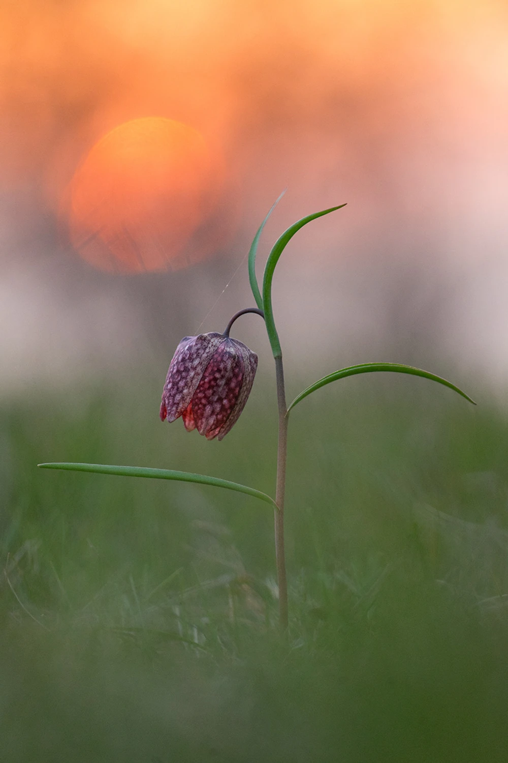 Z cyklu kwiatki: szachownica Kostkowata
