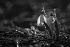 Z cyklu kwiatki: śnieżyczka przebiśnieg