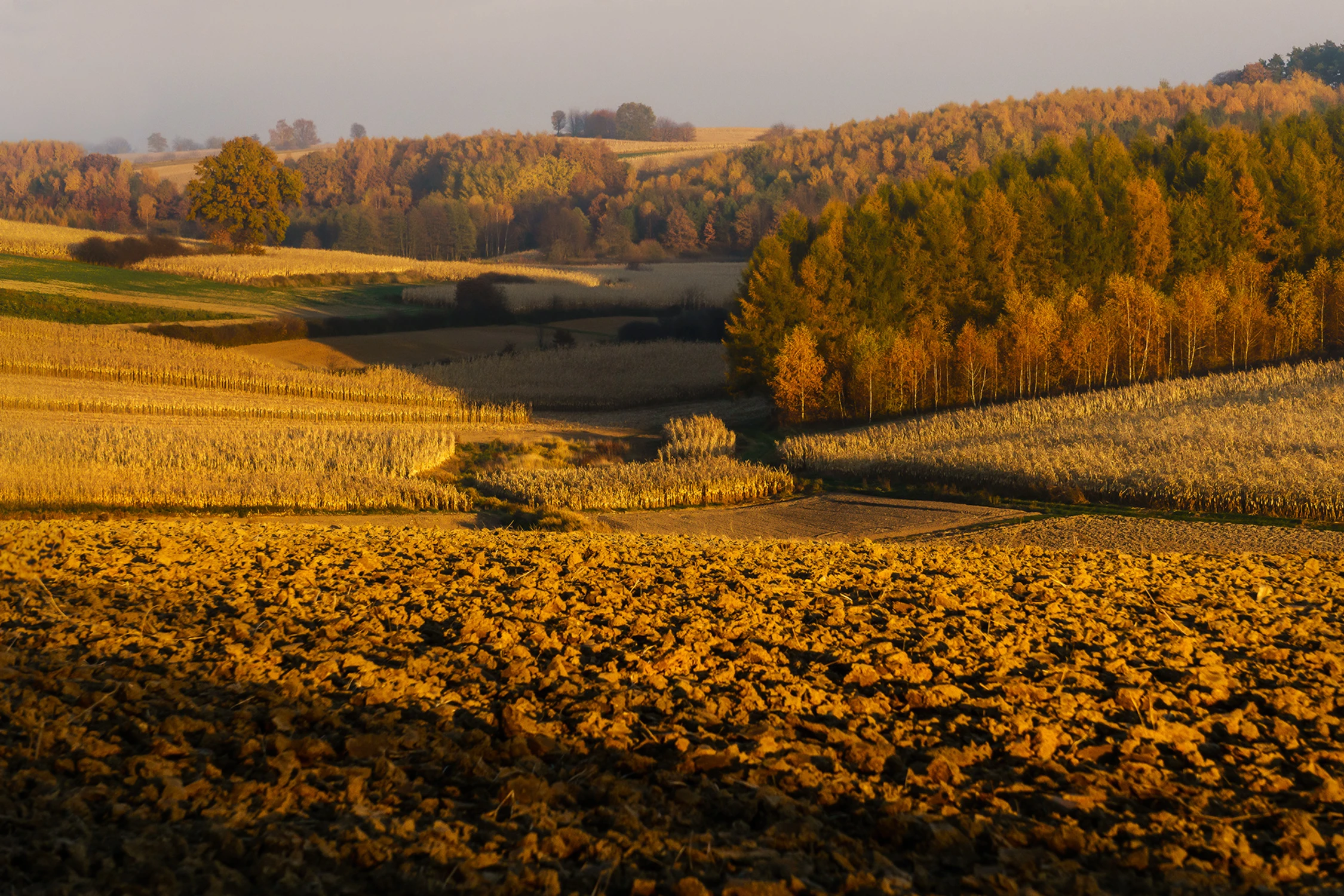 Na polach kukurydzianych