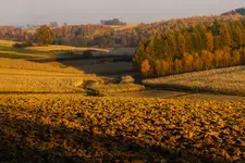 Na polach kukurydzianych