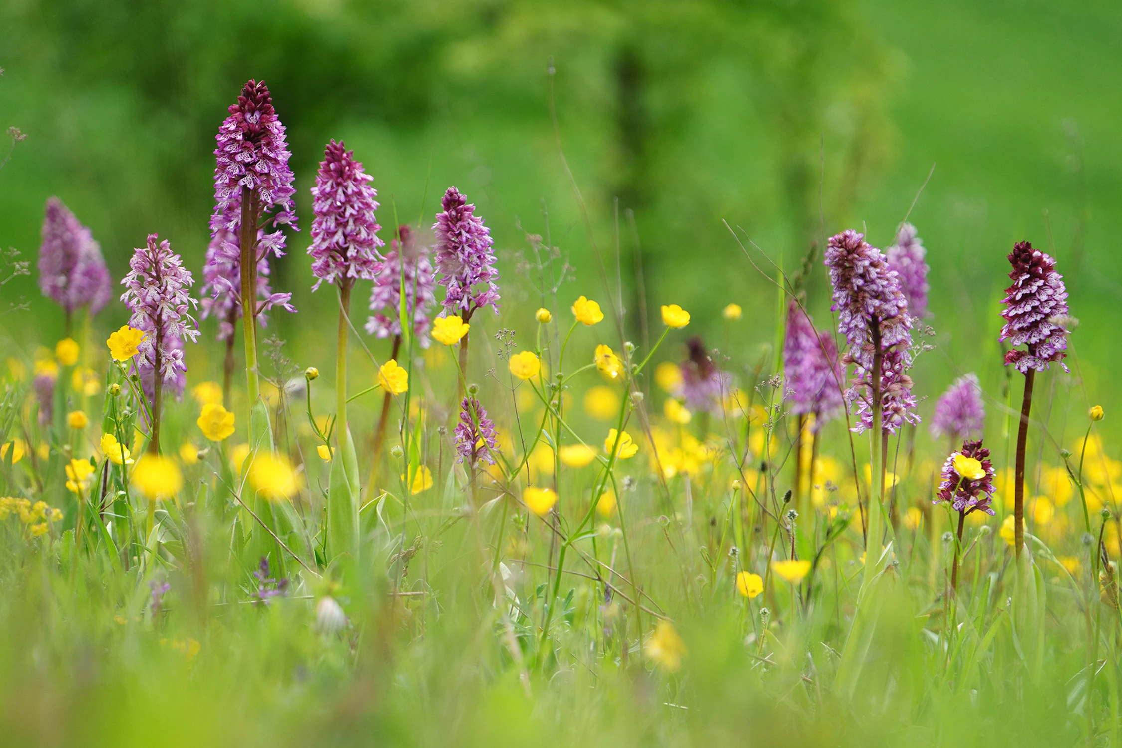 Łąka ze storczykami