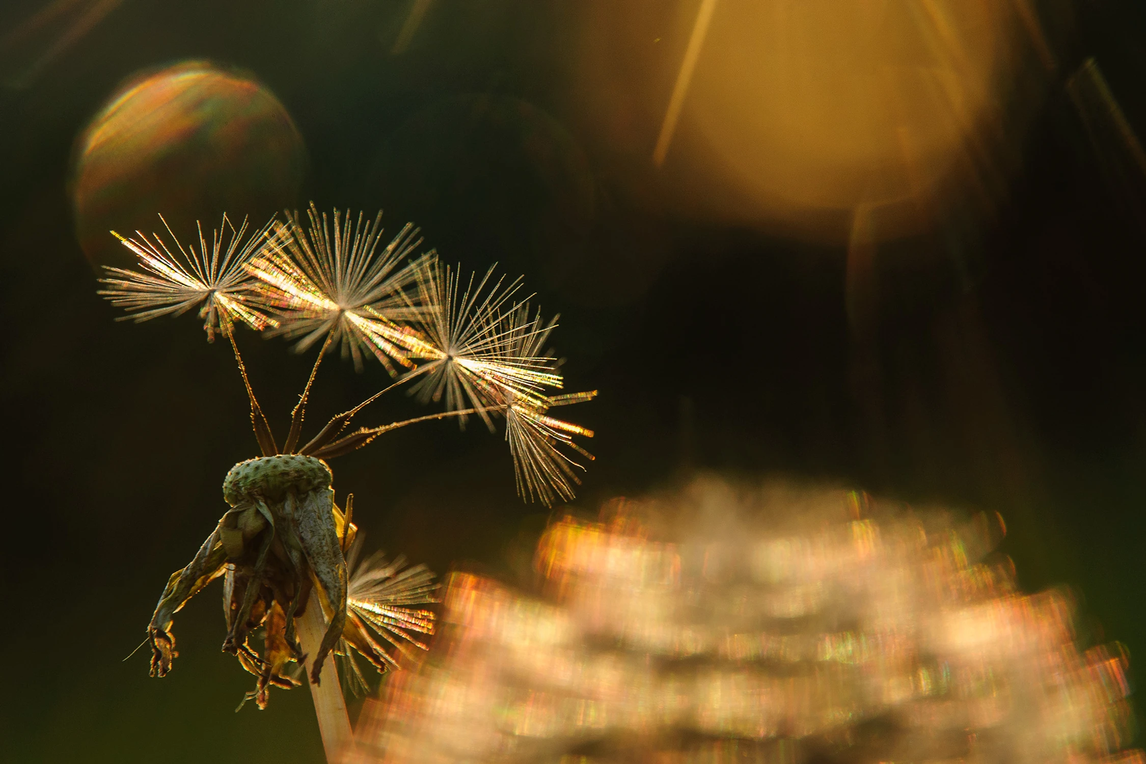 Z cyklu chwasty: mniszek lekarski