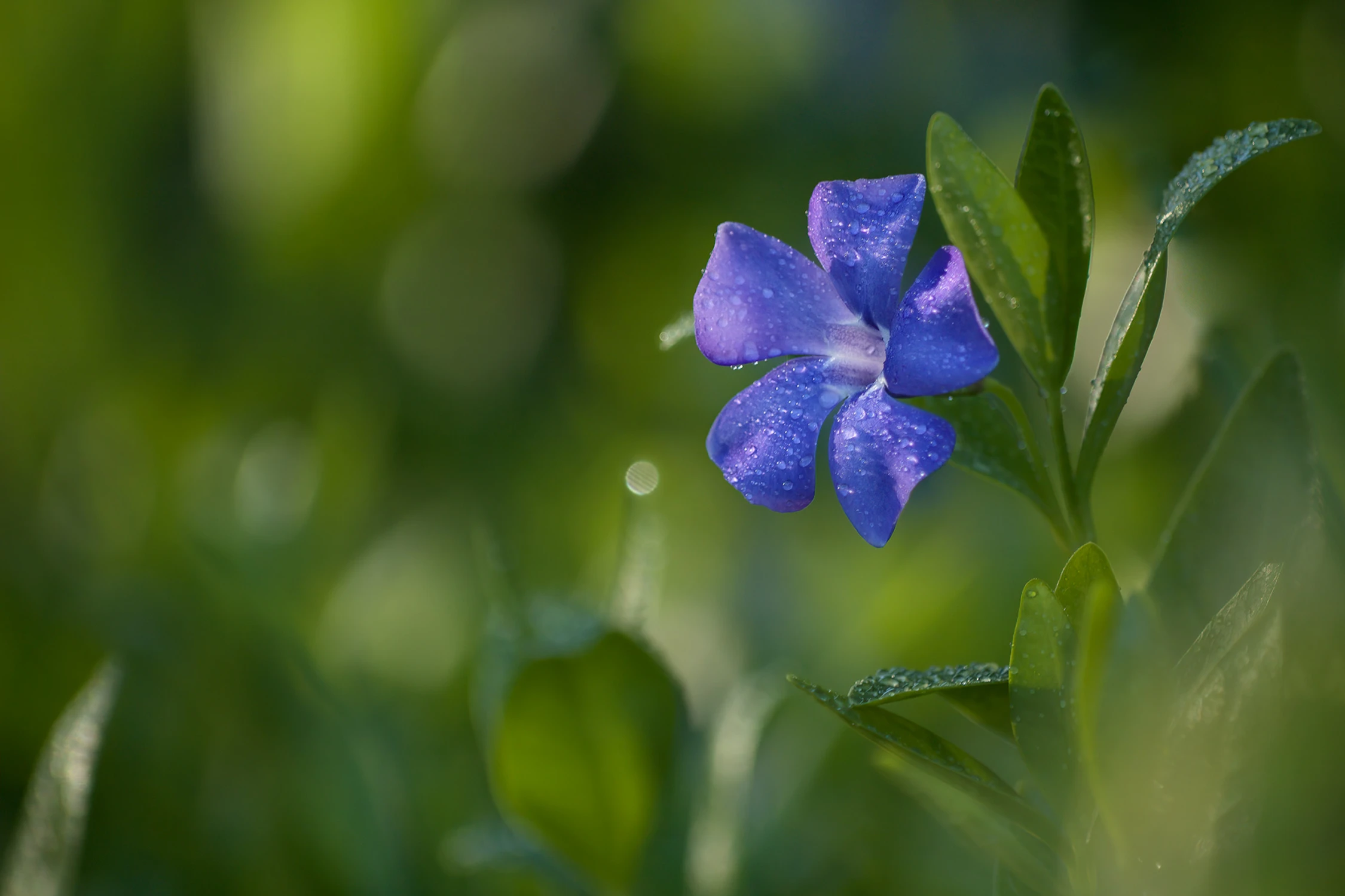 Z cyklu kwiatki: barwinek pospolity