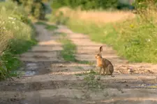 Na polnej drodze