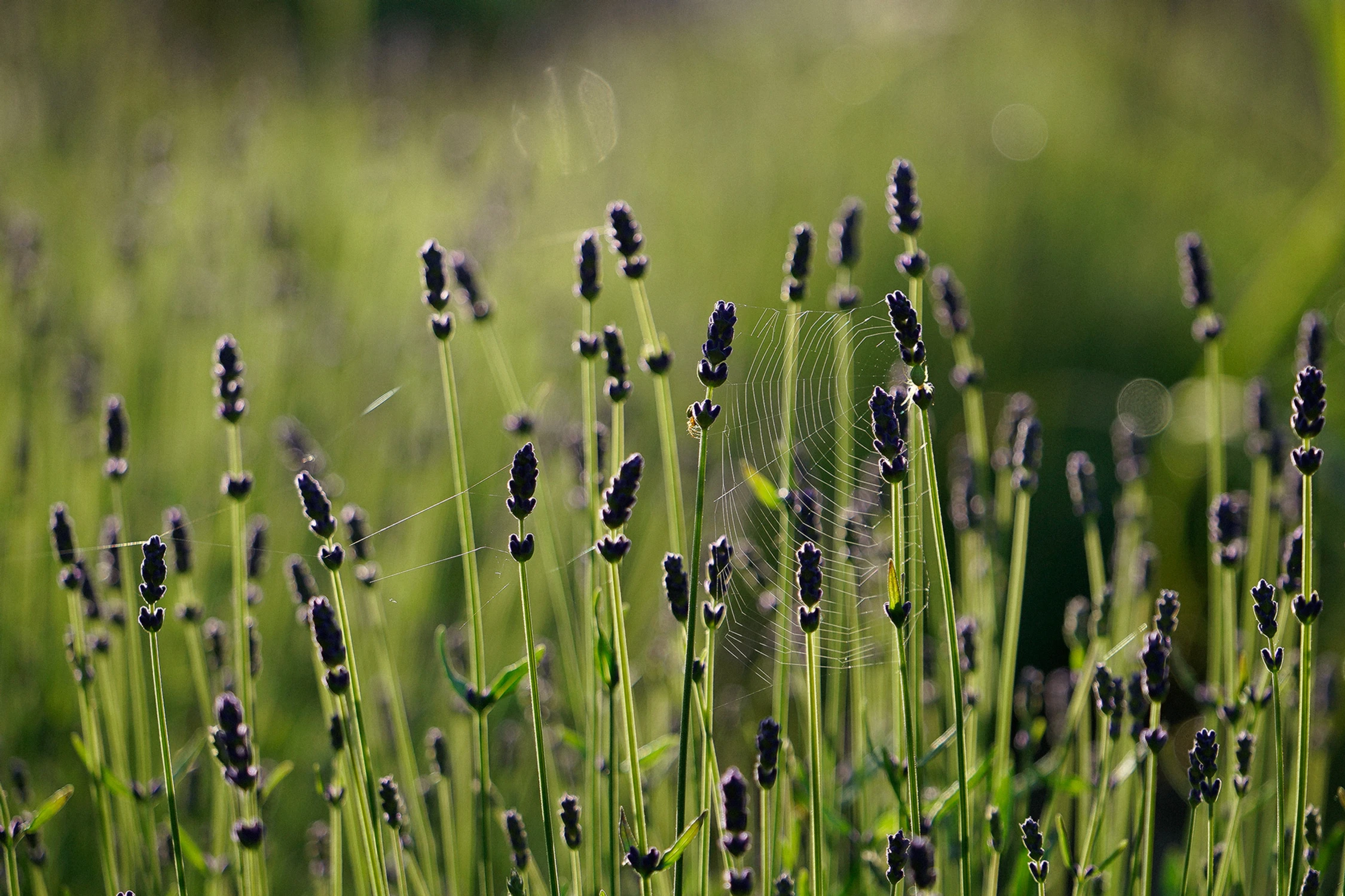 Z cyklu ogród: lawenda