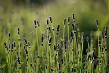 Z cyklu ogród: lawenda