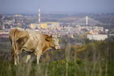 Nad Przemyślem.